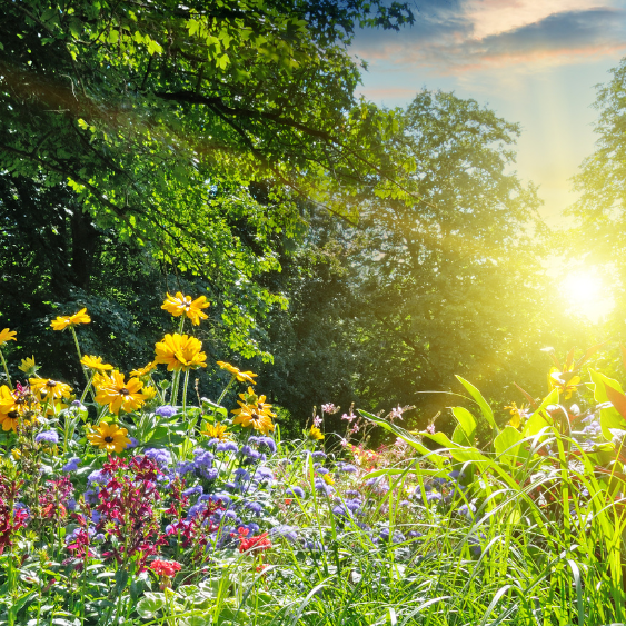 The Best Essential Oils for Summer: Refresh Your Space Naturally