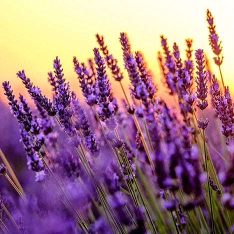 Calming Effects of Lavender Essential Oil
